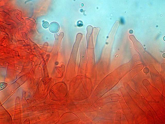 Galerina da deteminare n�11.